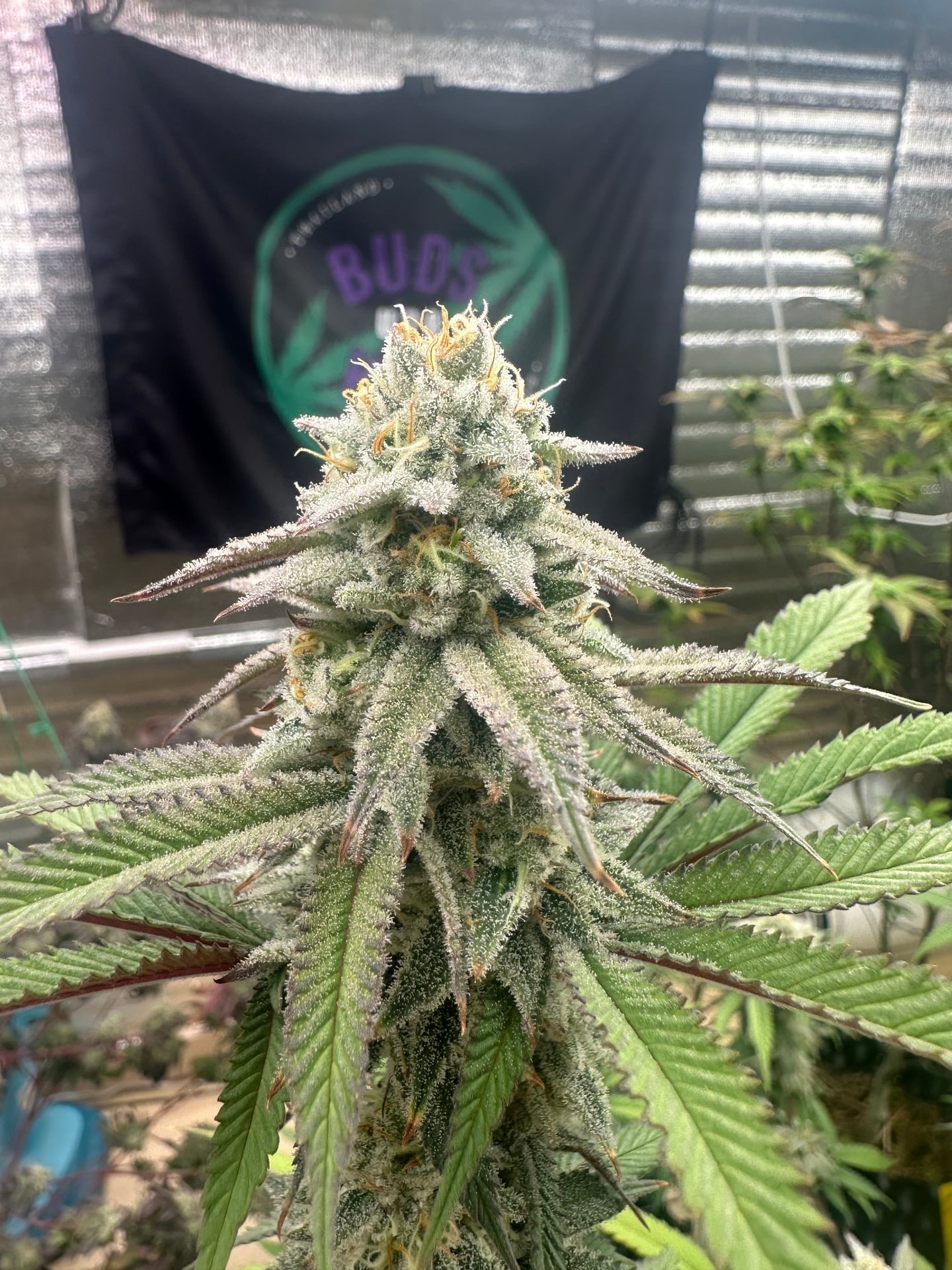 Budshash