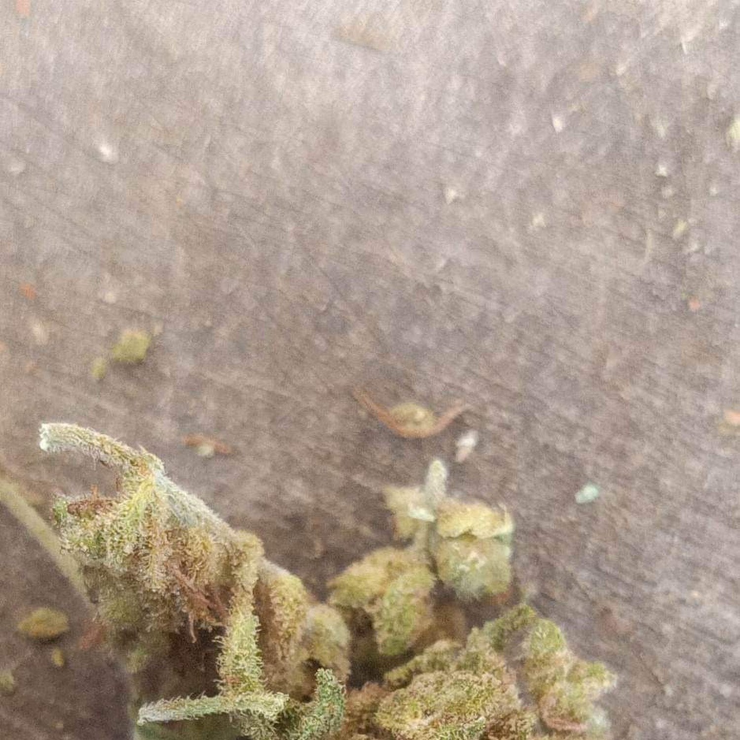 Cannabis Cheap Suvarnabhumi By Drunk-All-Day