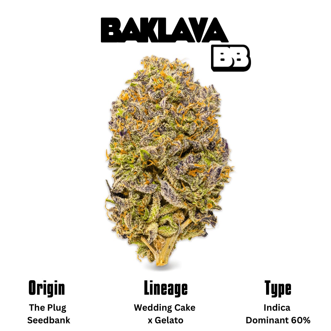 Big Bud Pattaya - Cannabis