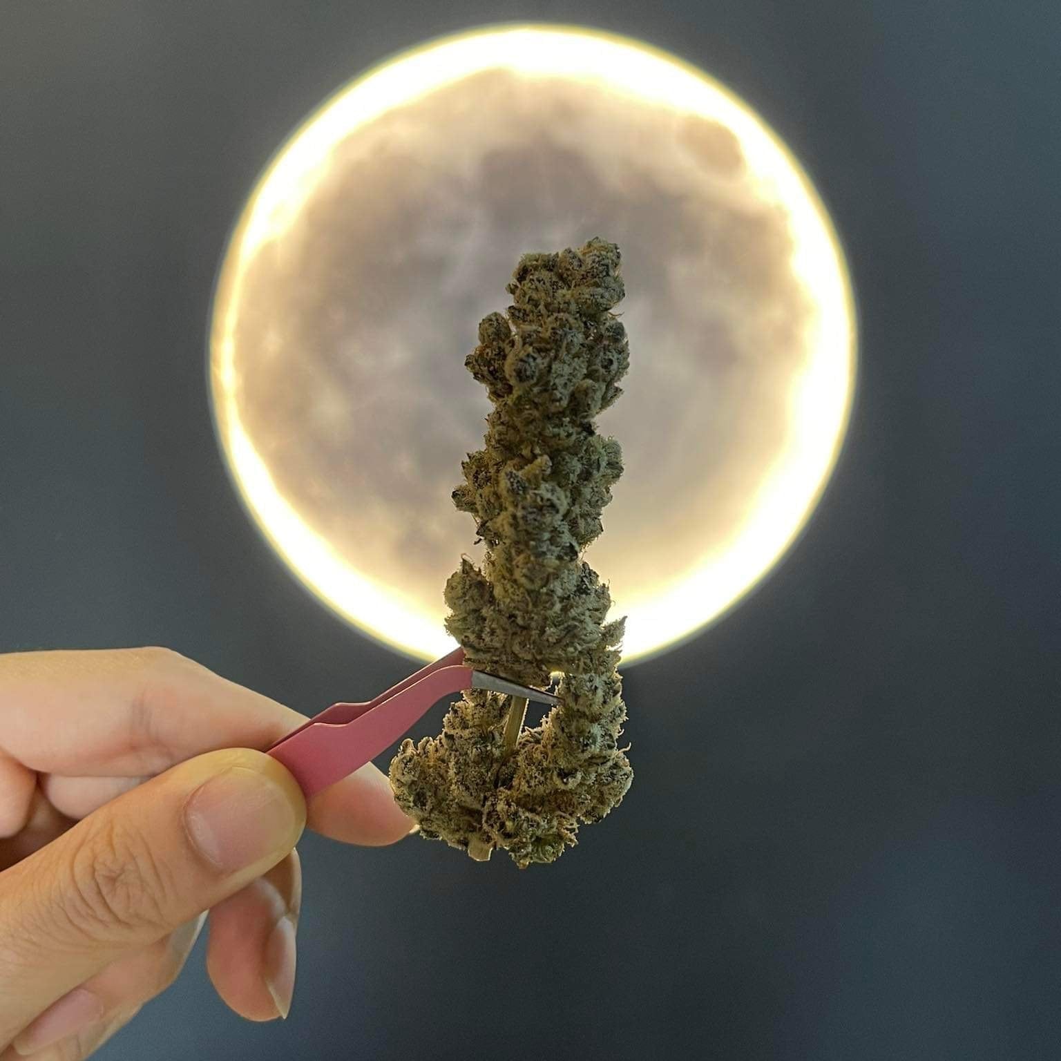 Just Weed