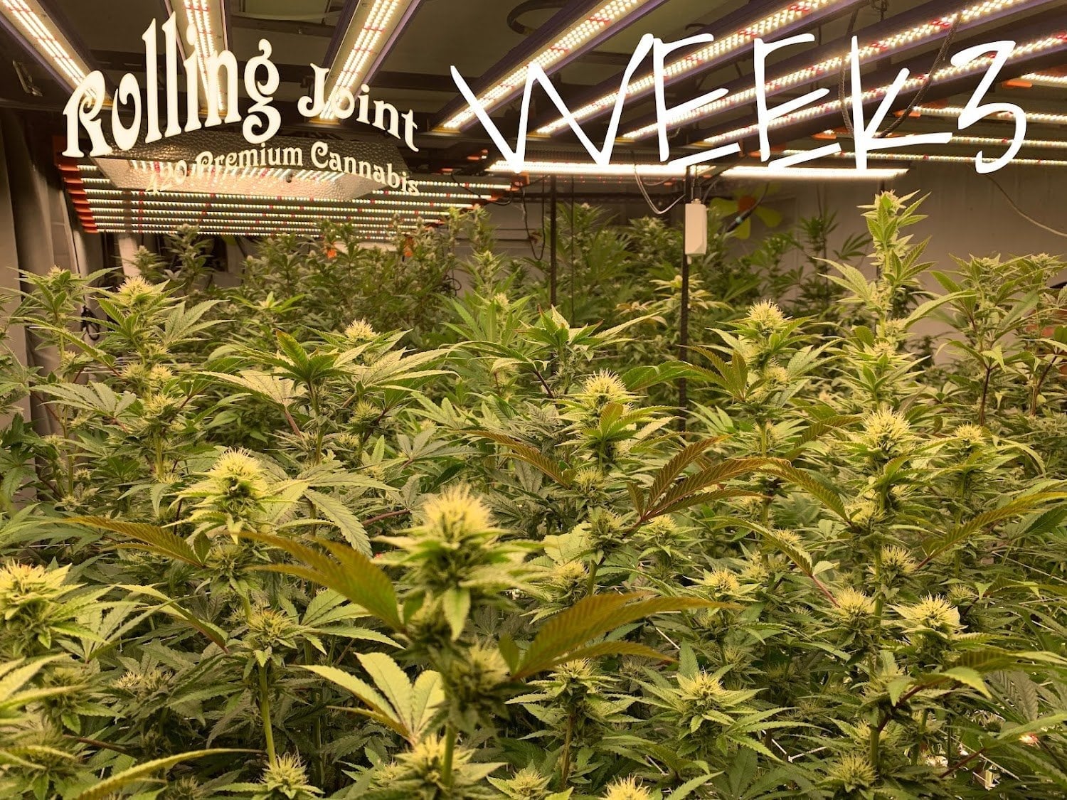Rolling Joint Farm Quality Flowers