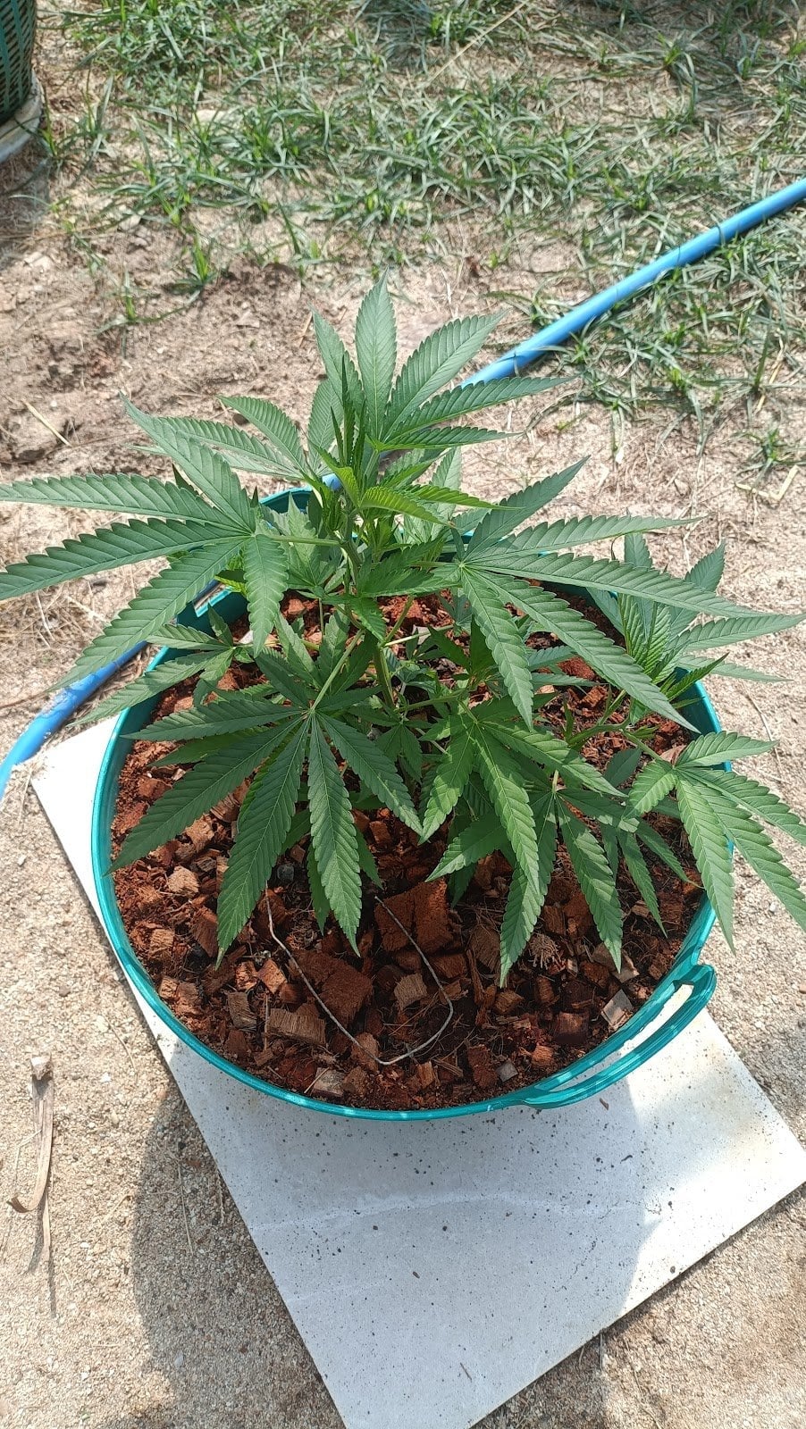 Hug Cannabiz