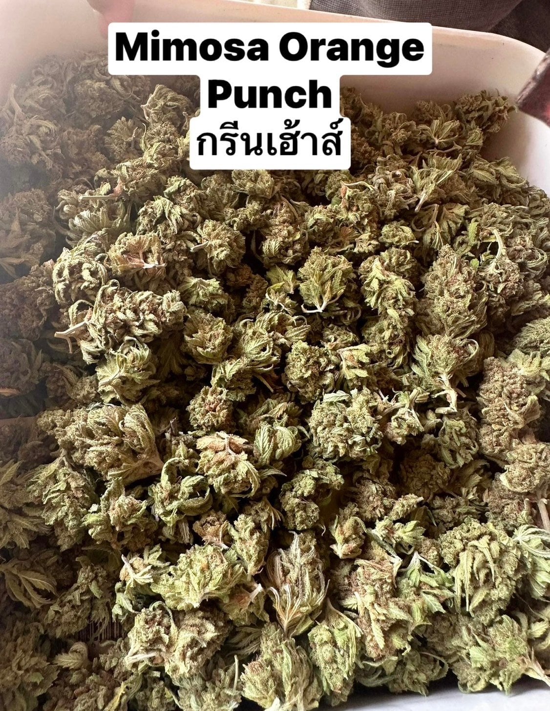High & Roll 88 1