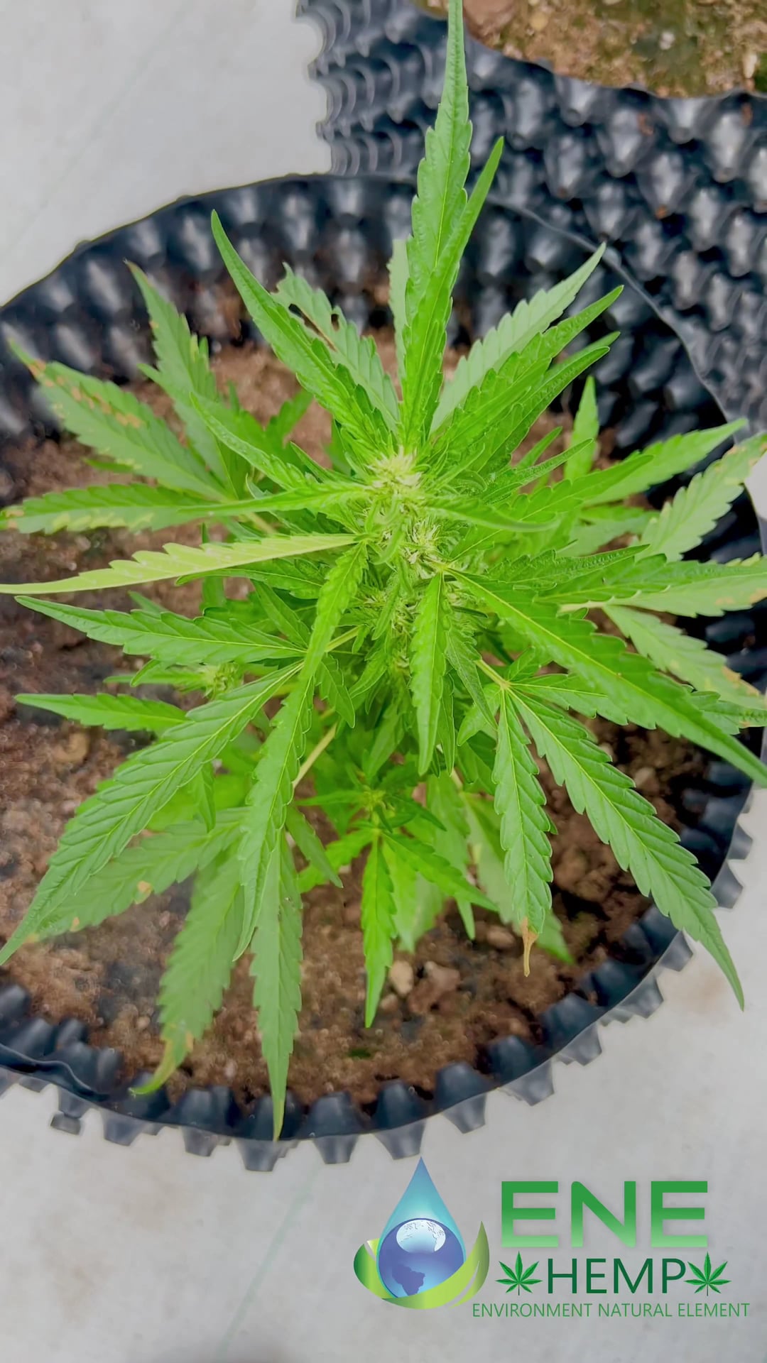ENE THAI-Hemp