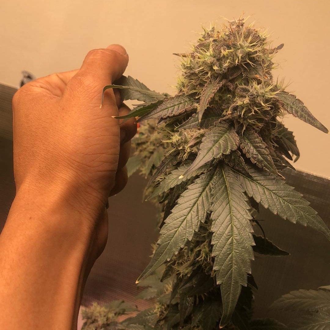 Nori Cannabis Way