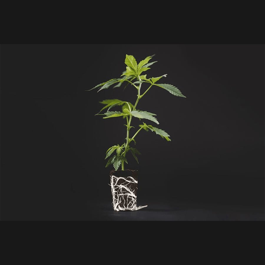 Siam-cuttings logo