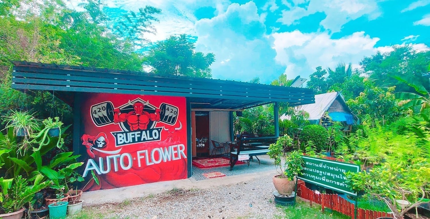 Buffalo Auto Flower