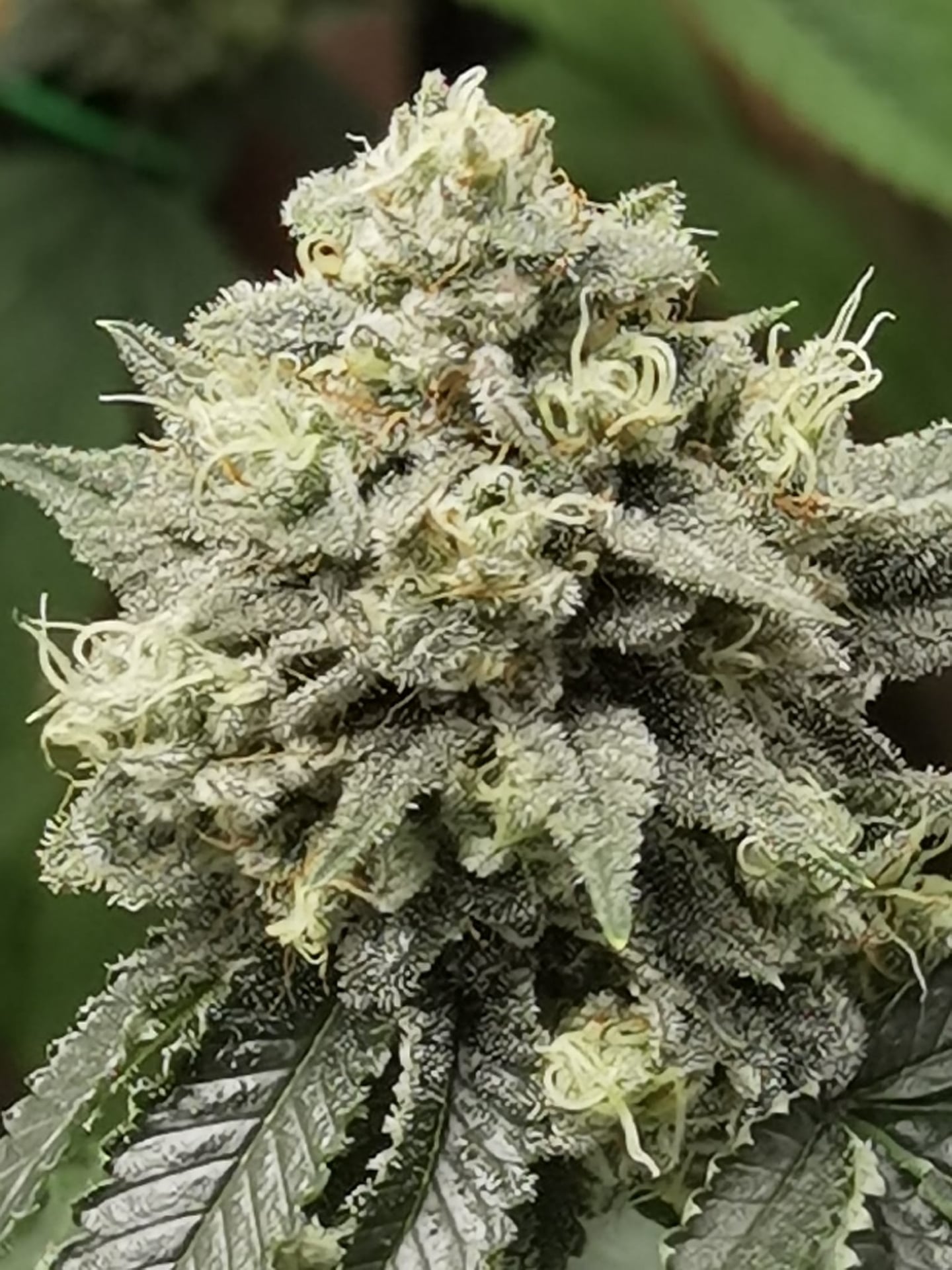Cannabis Premium Organic Shop Le Versace