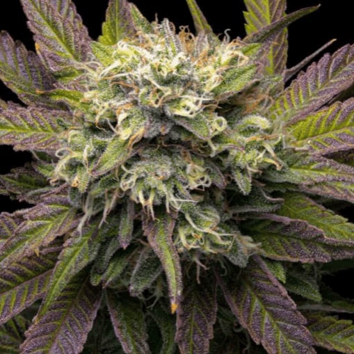 Top Strain 3 By Green KronicK