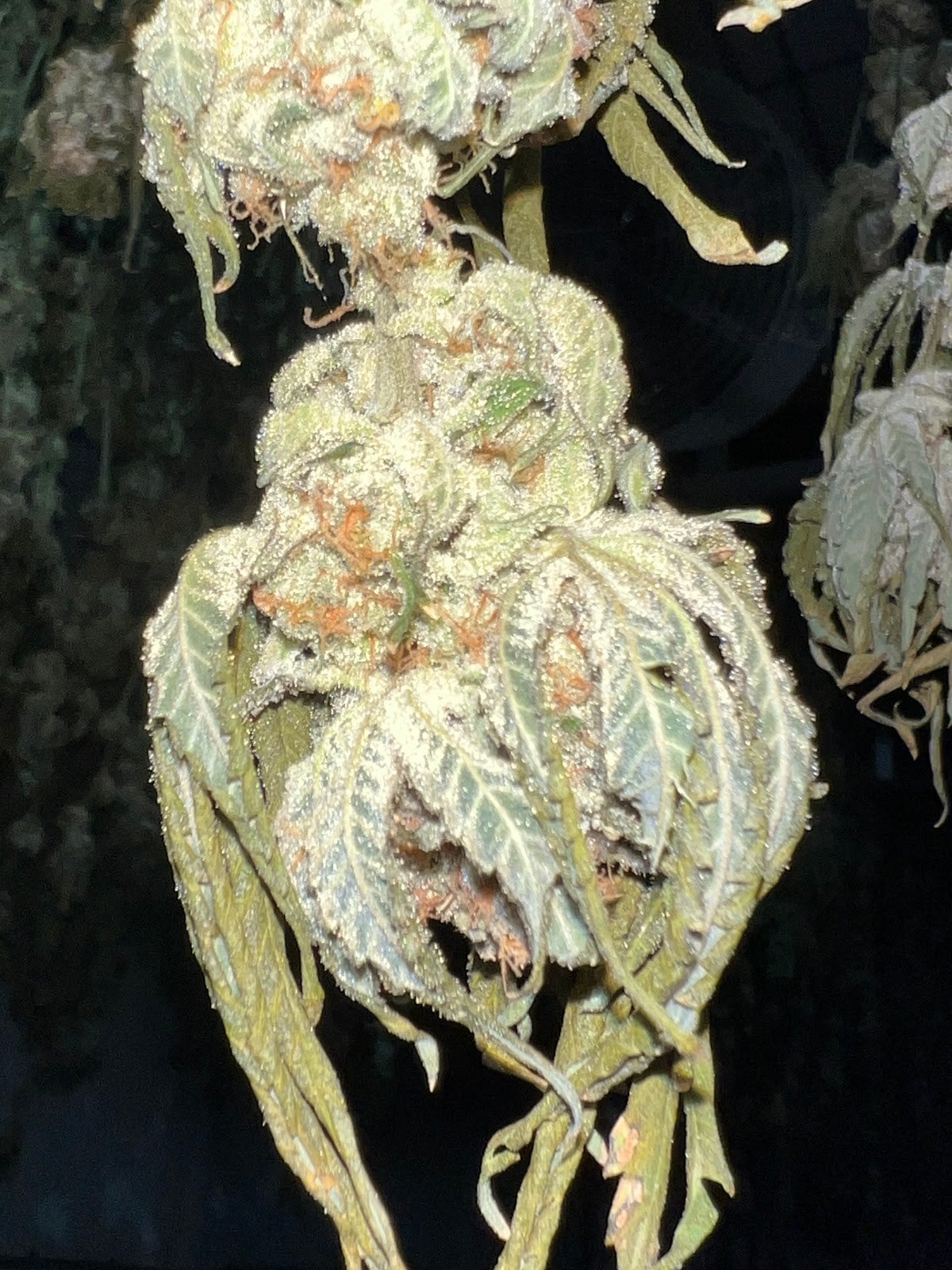 MCC Medical Cannabis Center
