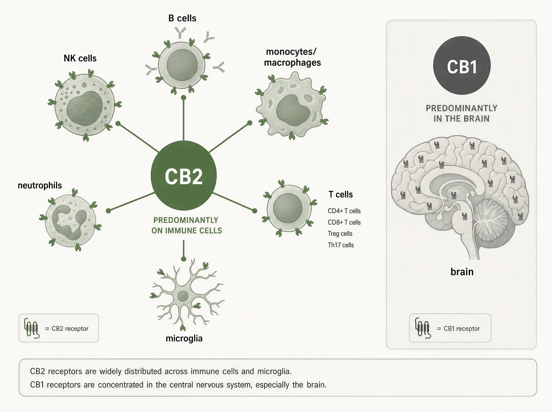 Cannabis и воспаление: доказательства, факты о THC и CBD