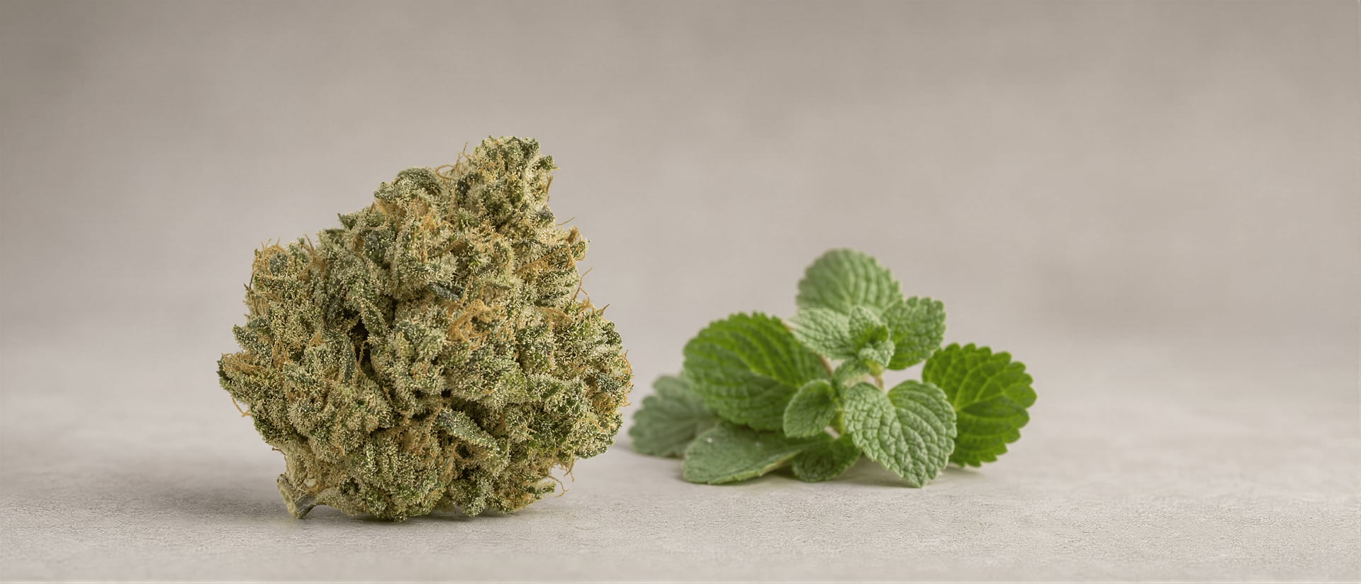 Pulegone-terpén a Cannabisban: Biztonság, Illat, Tények — Terpének cikk, kannabisz wiki