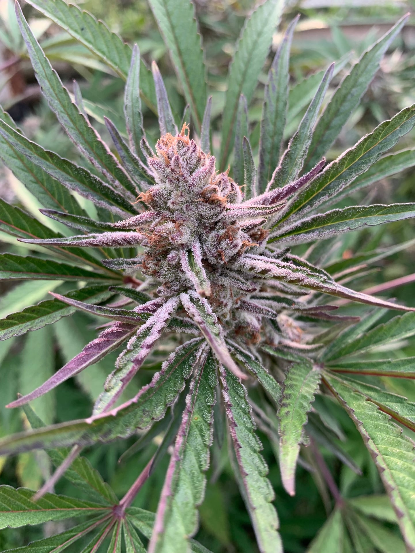The Stoner