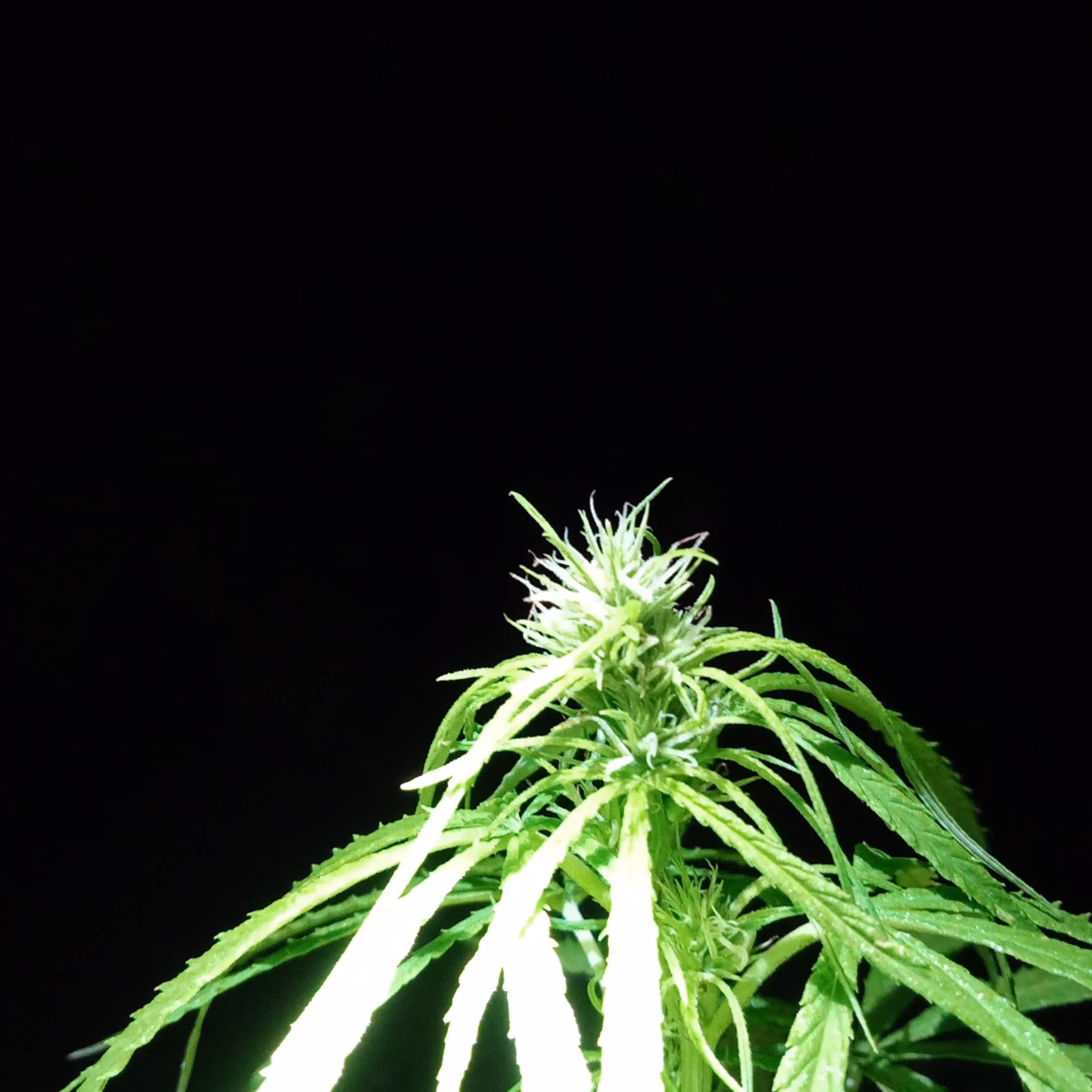 Cannabis Social Club Club 6178 logo