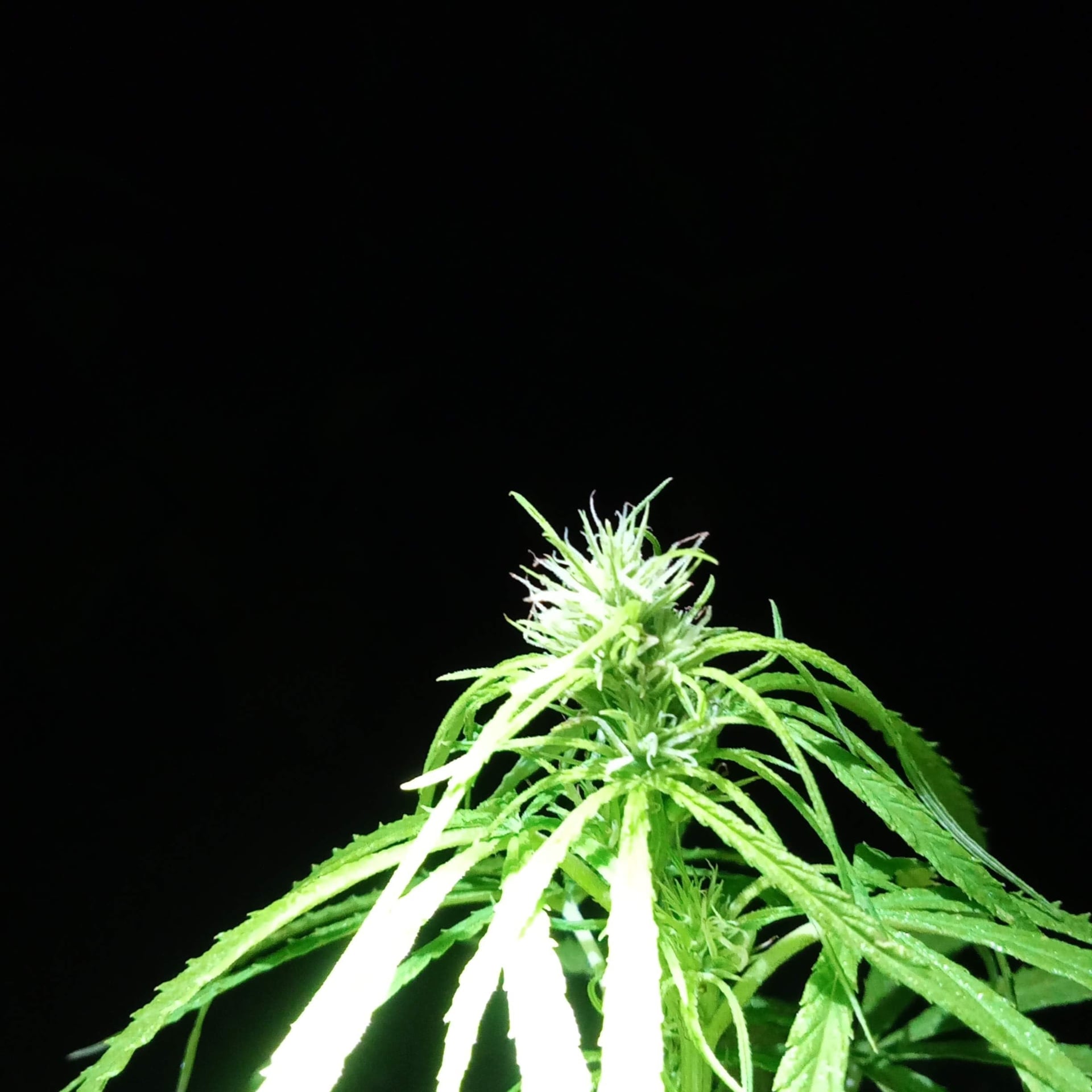 Cannabis Social Club Club 6178 logo