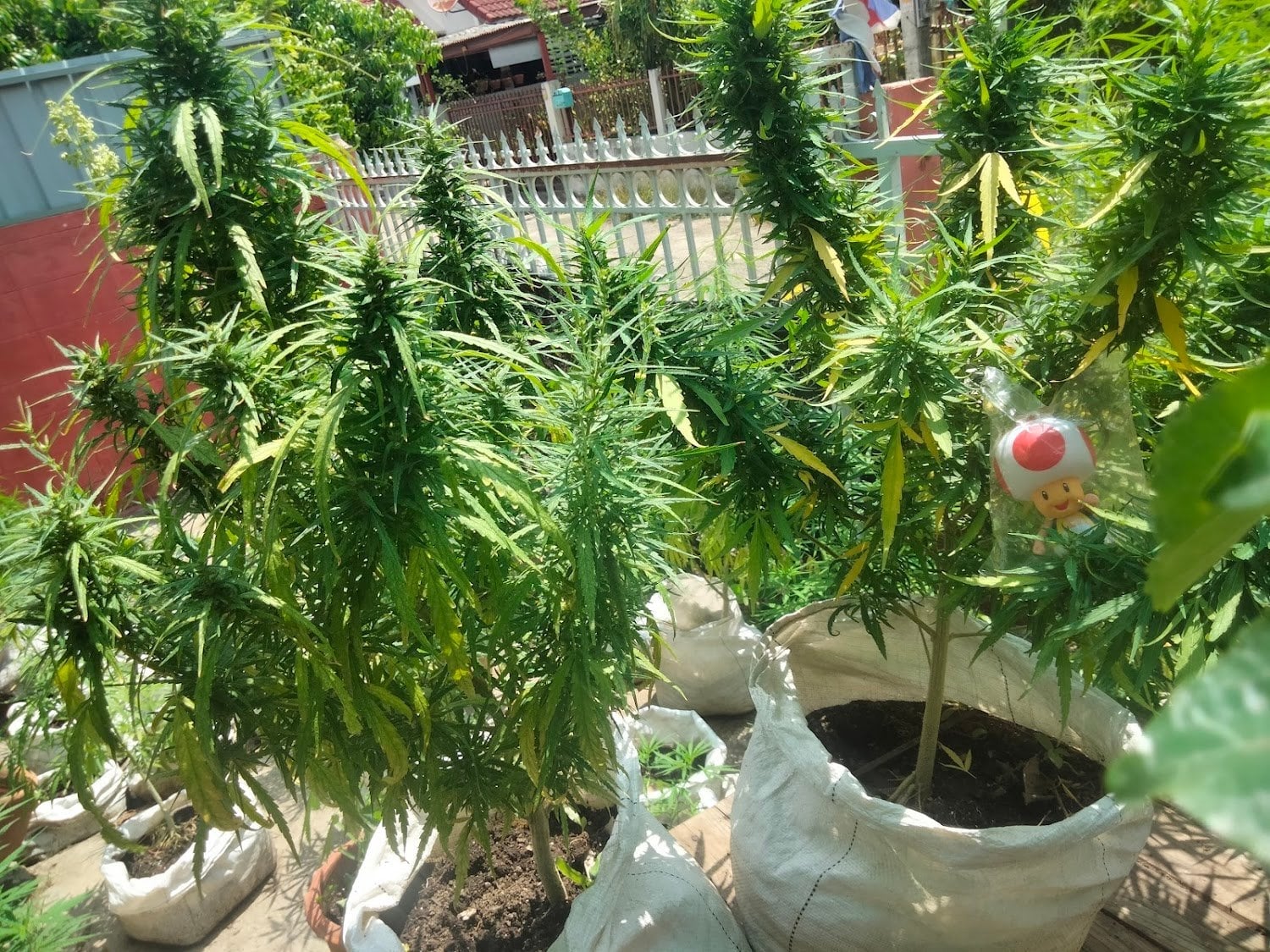 Cannabis BKK