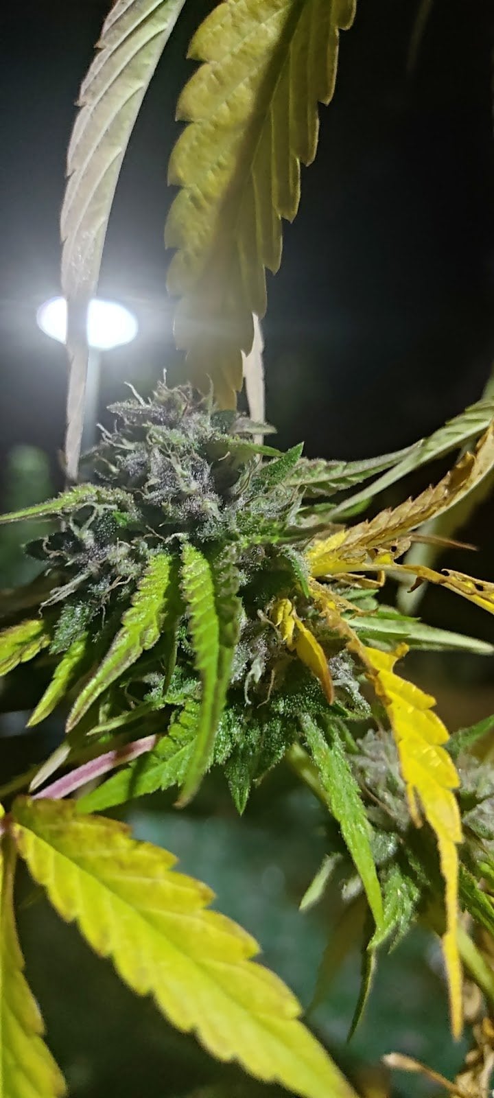 Gun Cannabis Farm