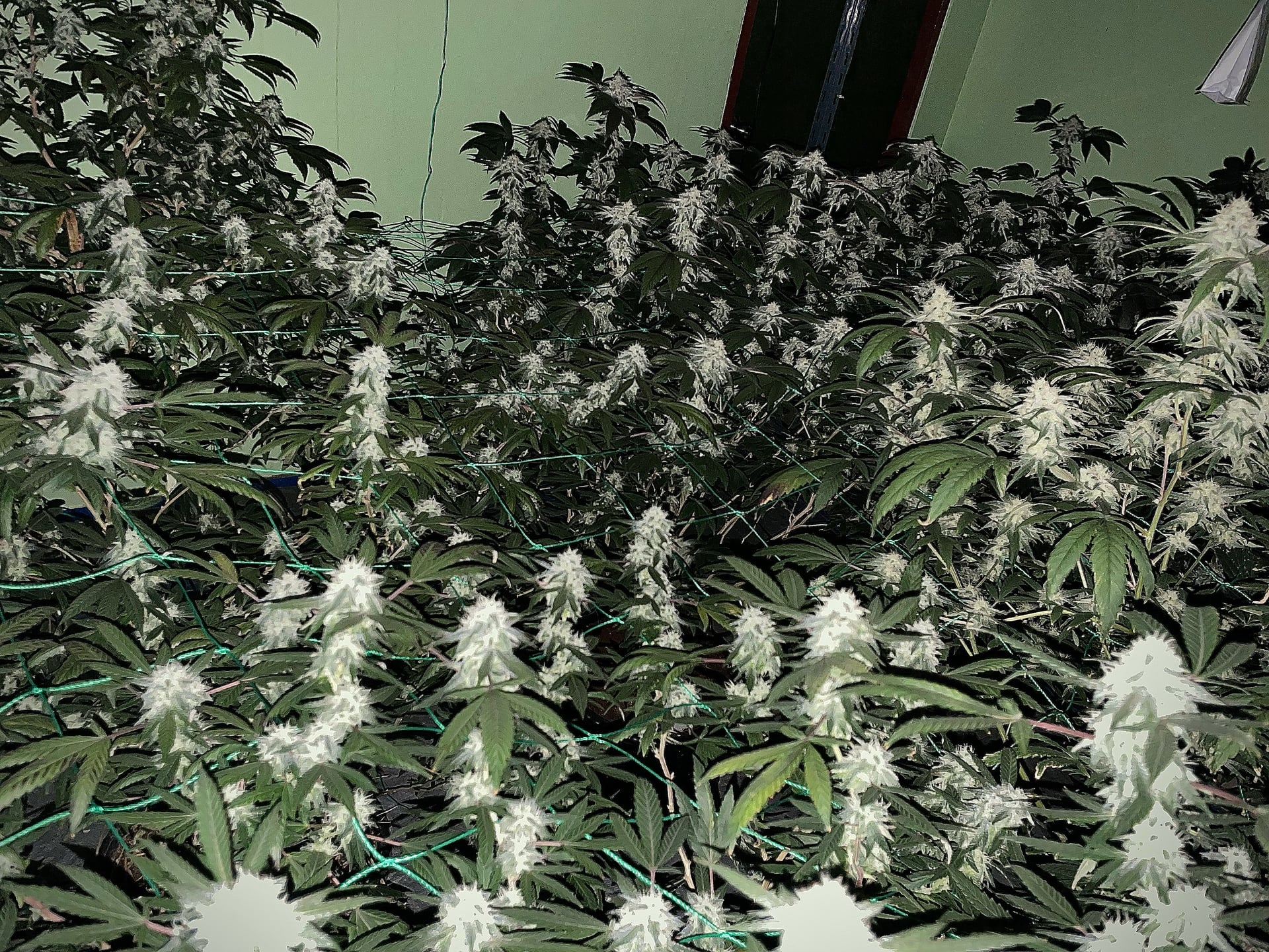 Konguneng.undergrow420
