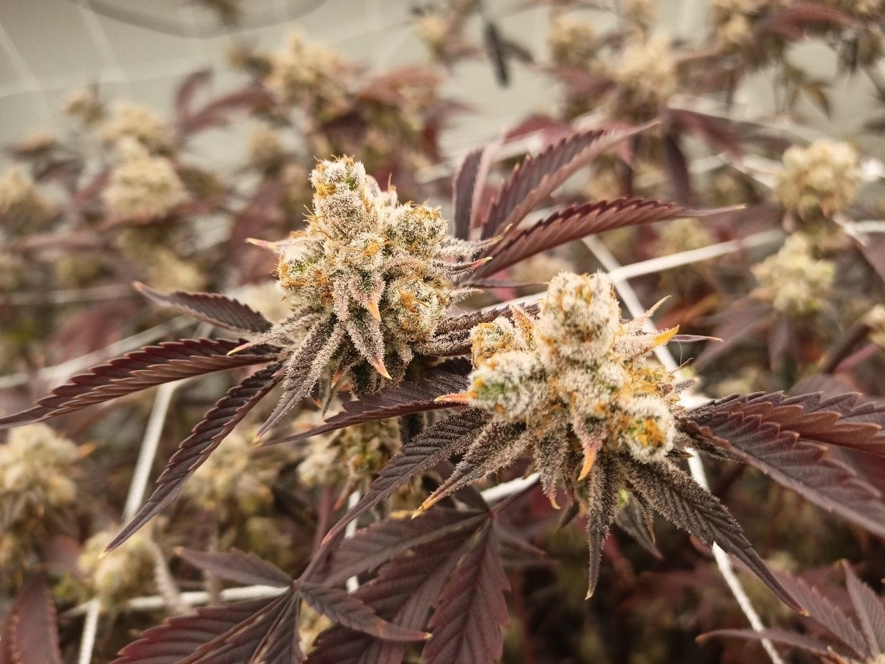 Bluedream Cannabis Home Grow OG
