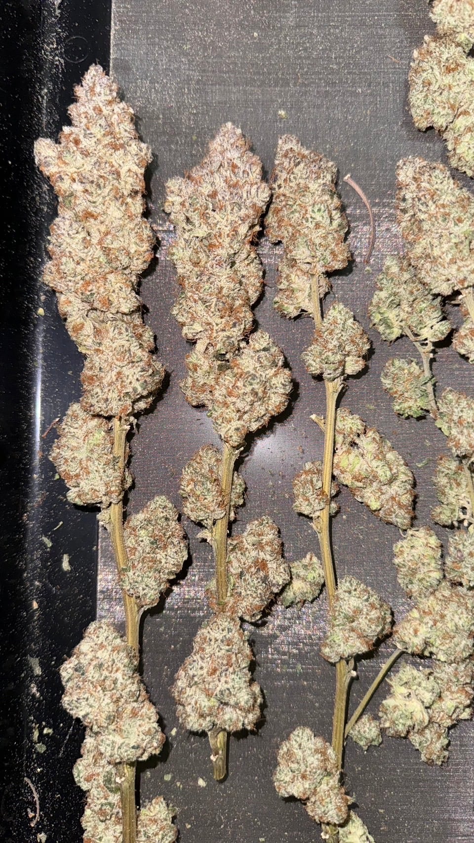 Cannabest Weed Shop Hatyai