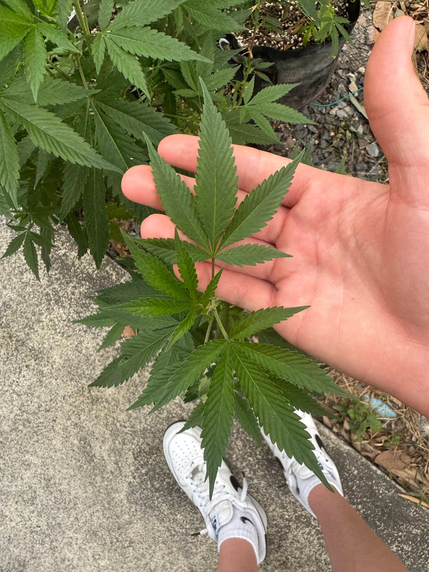 Good Stuff Cannabis Shop And Farm