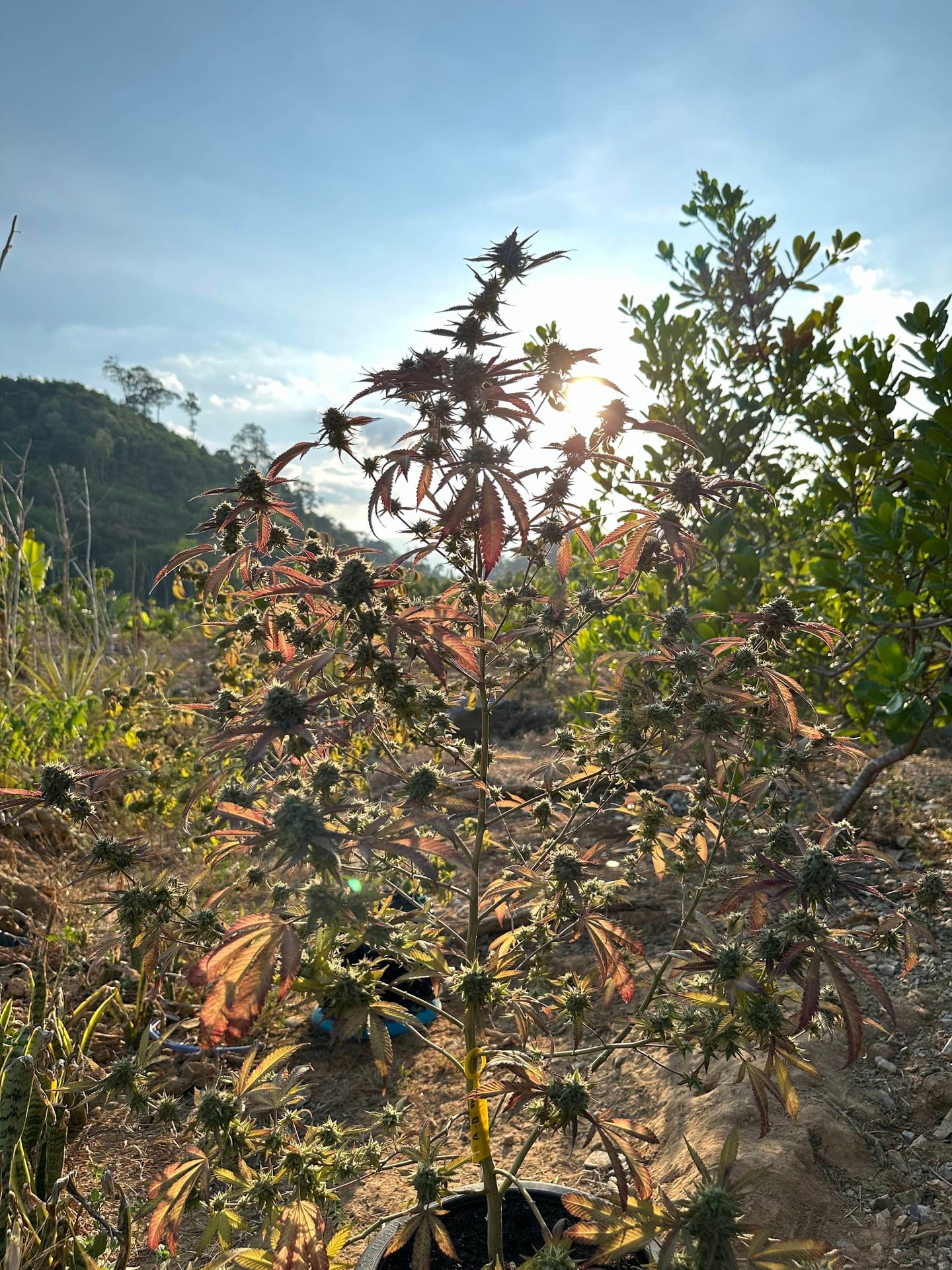 Peace First Stoner Farmers.420