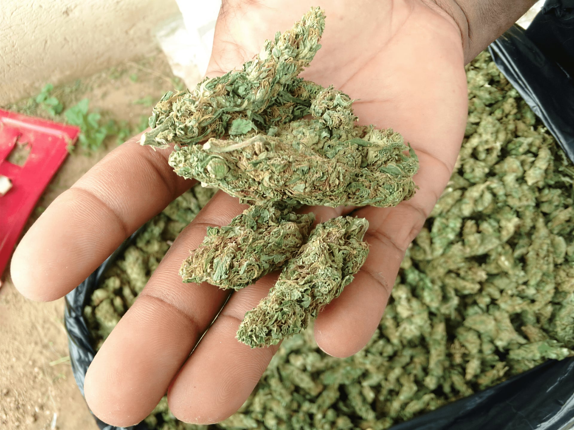 Madibaweeds