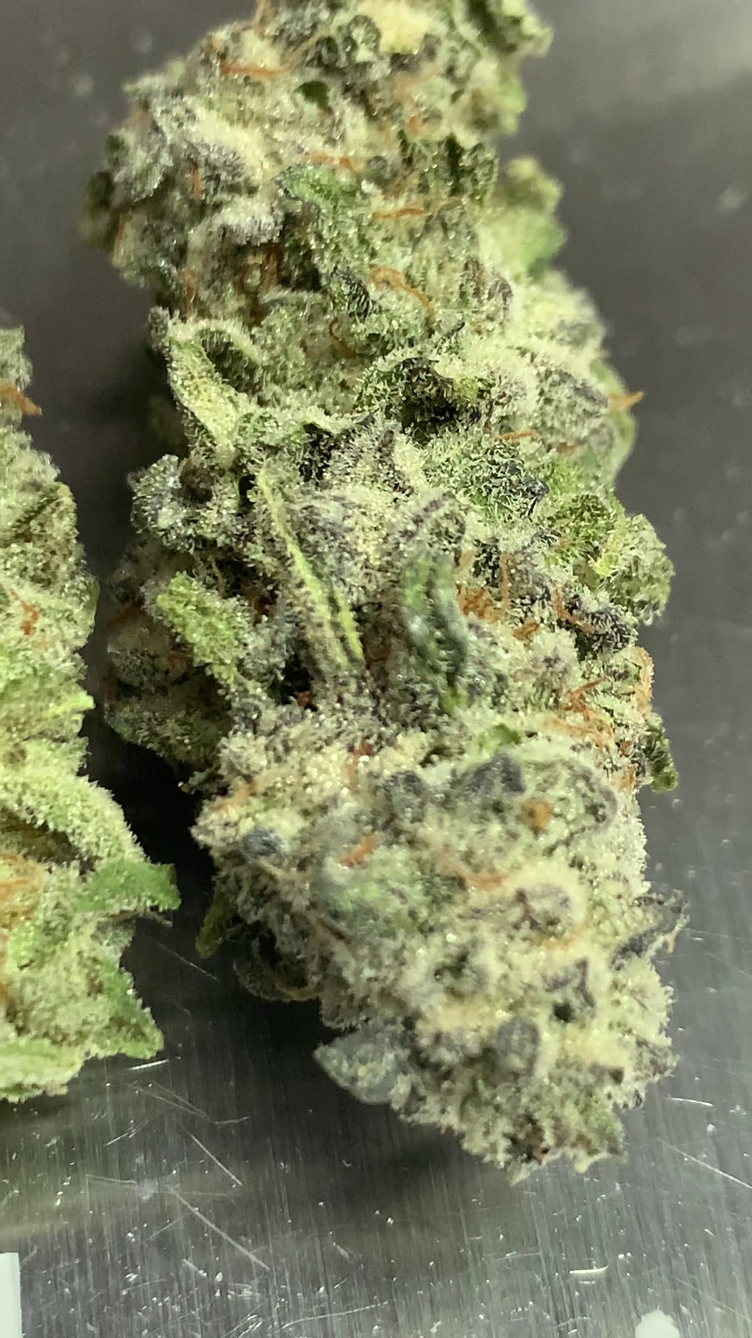 White Labs Cannabis Sriracha Chonburi Indoor Farm Direct