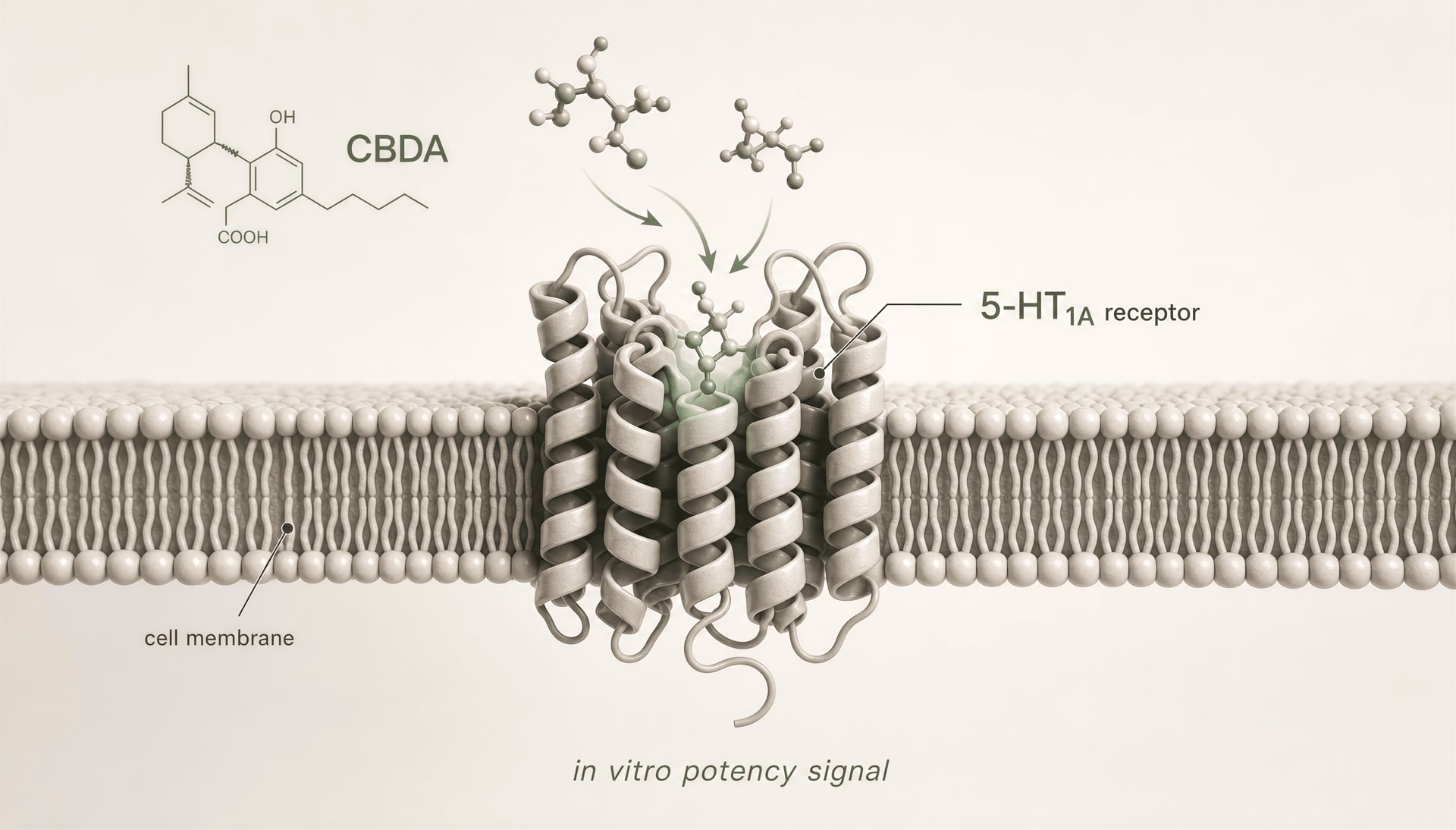 Illustration of CBDA at a 5-HT1A serotonin receptor in a cell membrane.