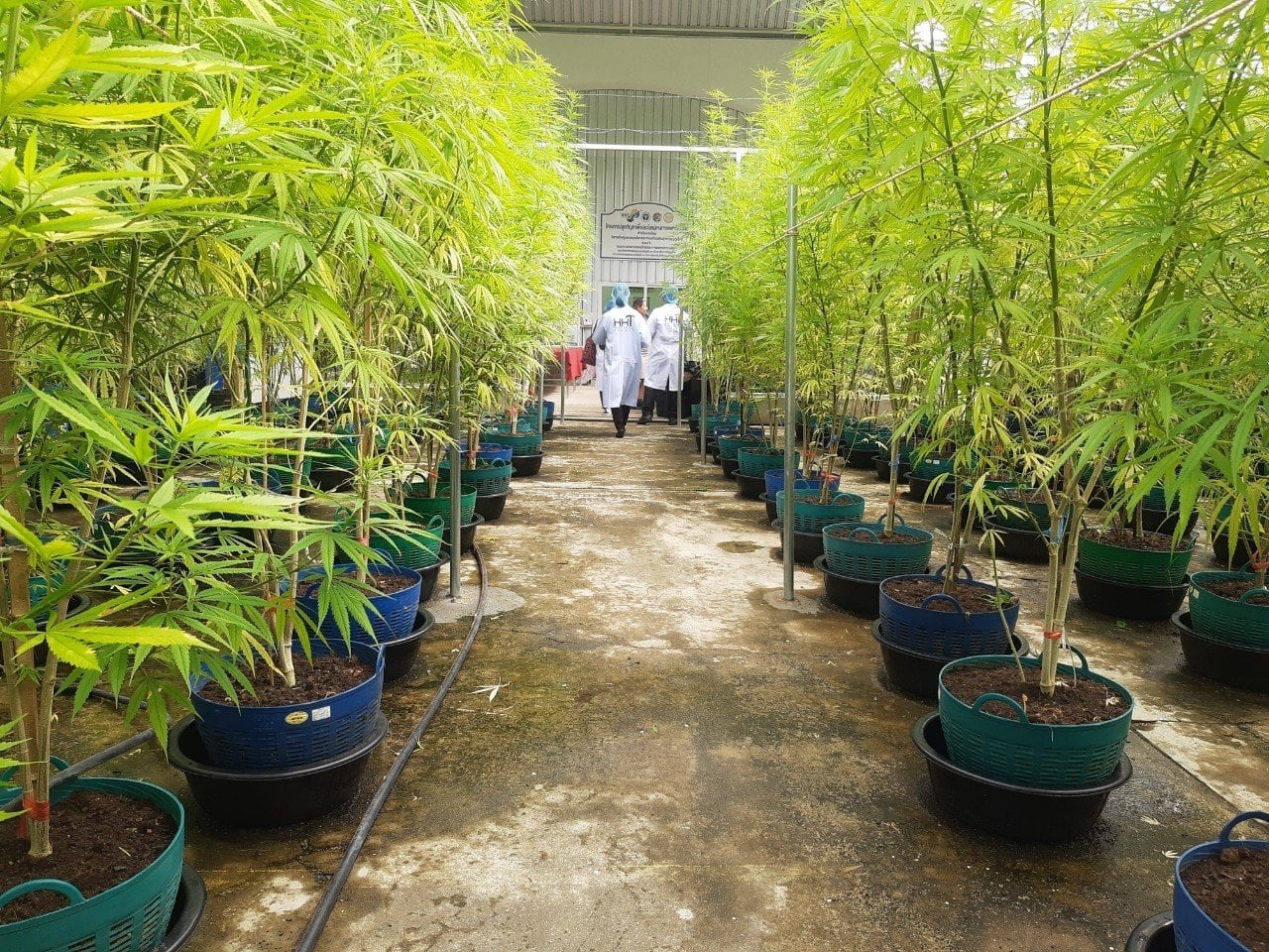 Isarawadee Herbal Health Tourism