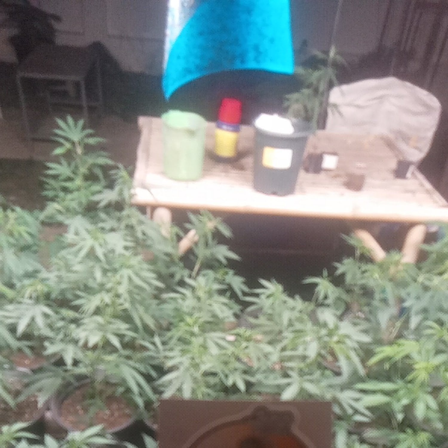 Home Weed Cannabis