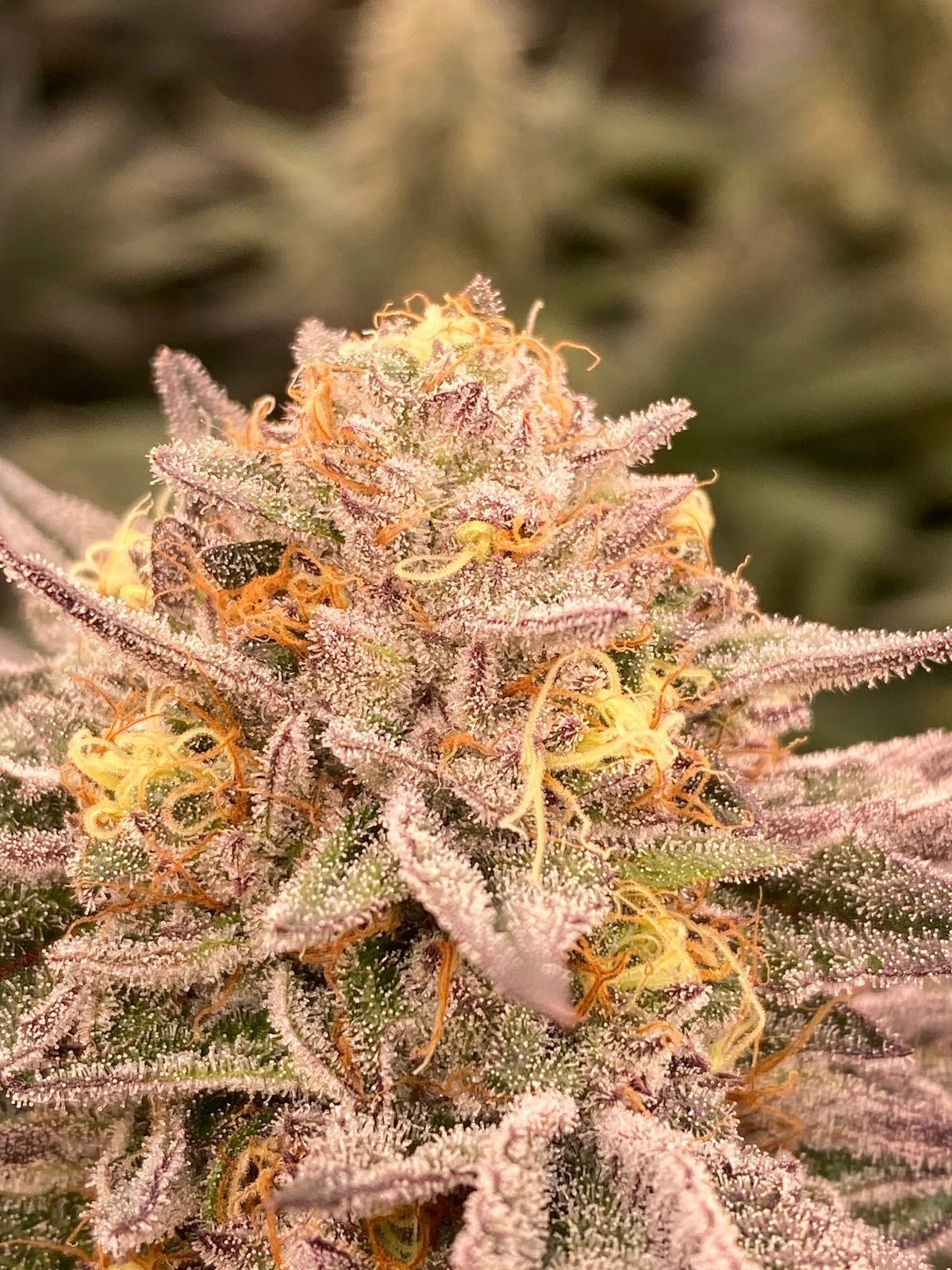 ThaiWeedShop