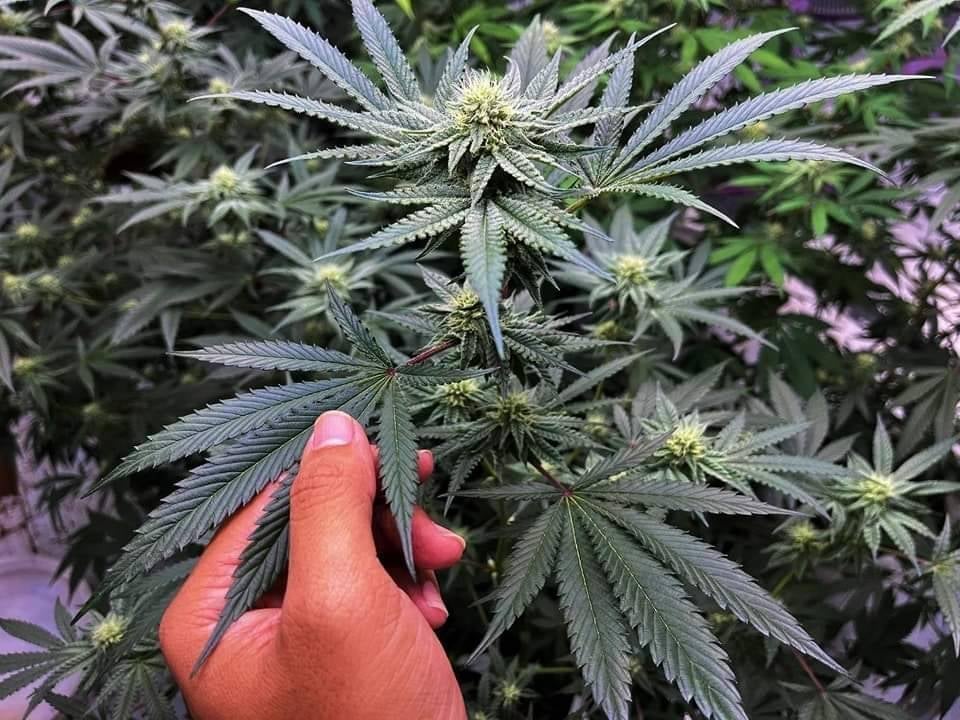 Cannabis Genius Space