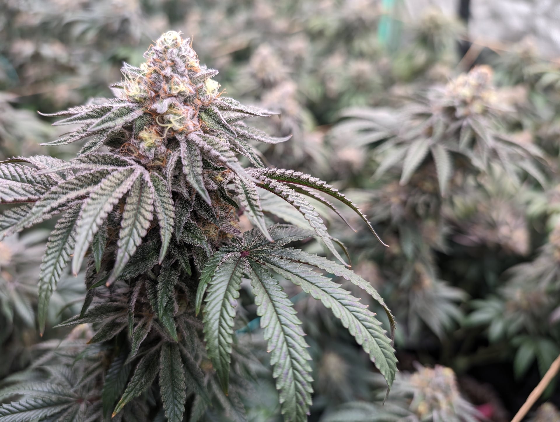 MikeBuds Cannabis Dispensary