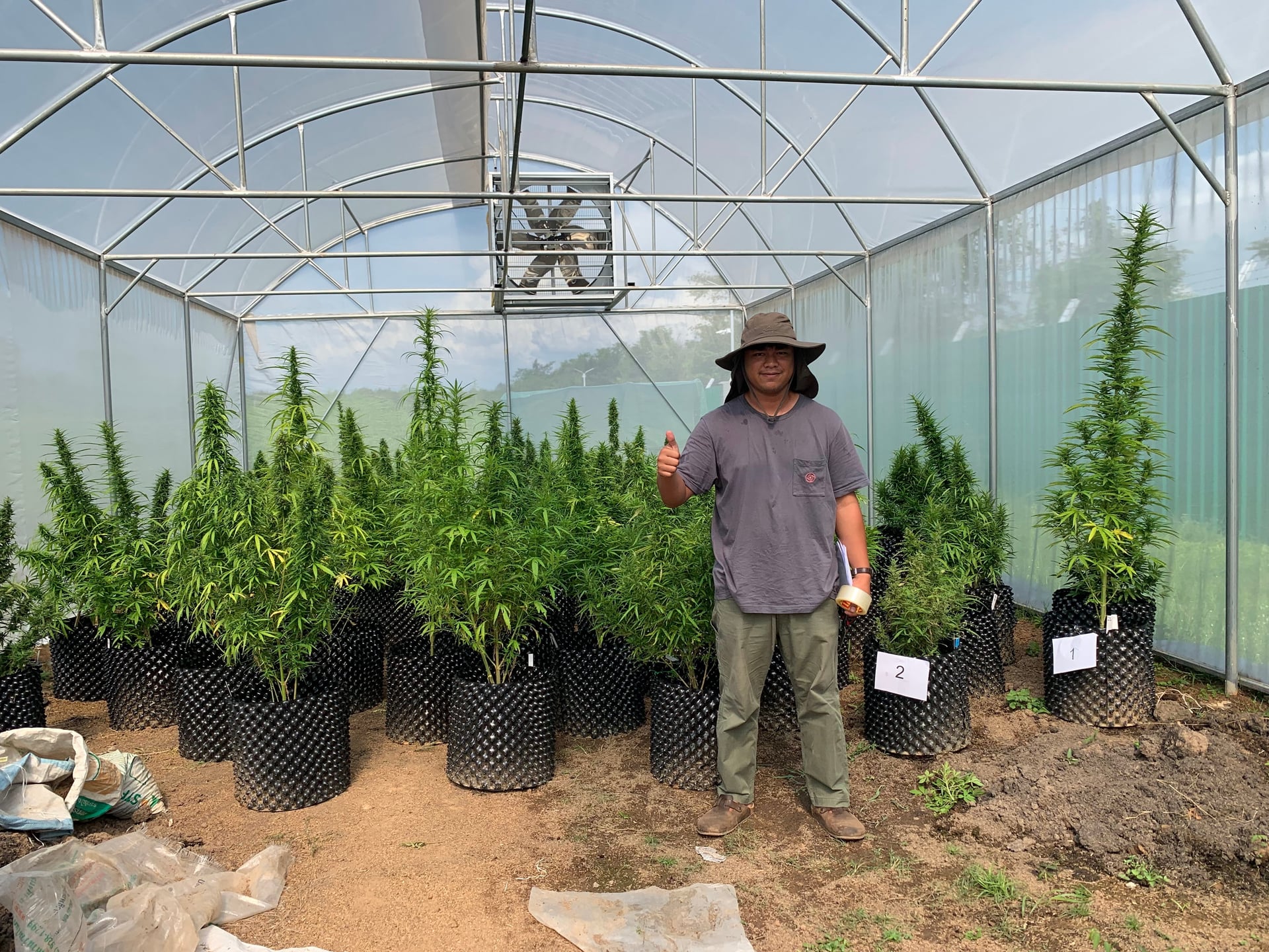 Tha Bo Greenery Ganja Farm