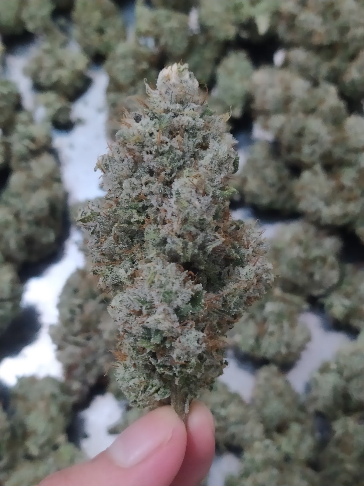 Paradis Buds