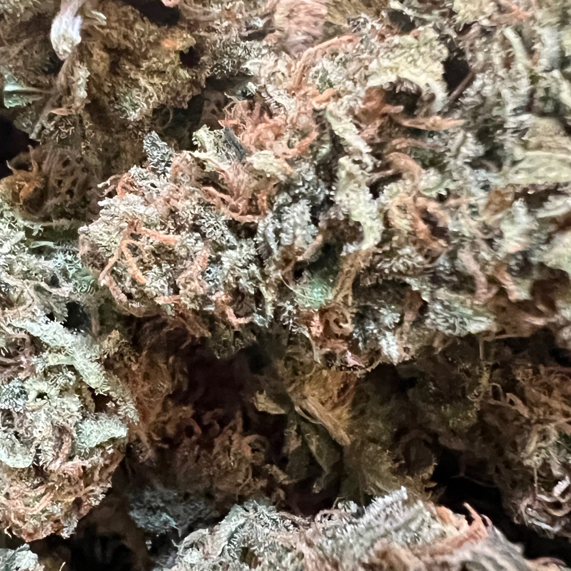 Kalashnikov Weeds Khao-Talo
