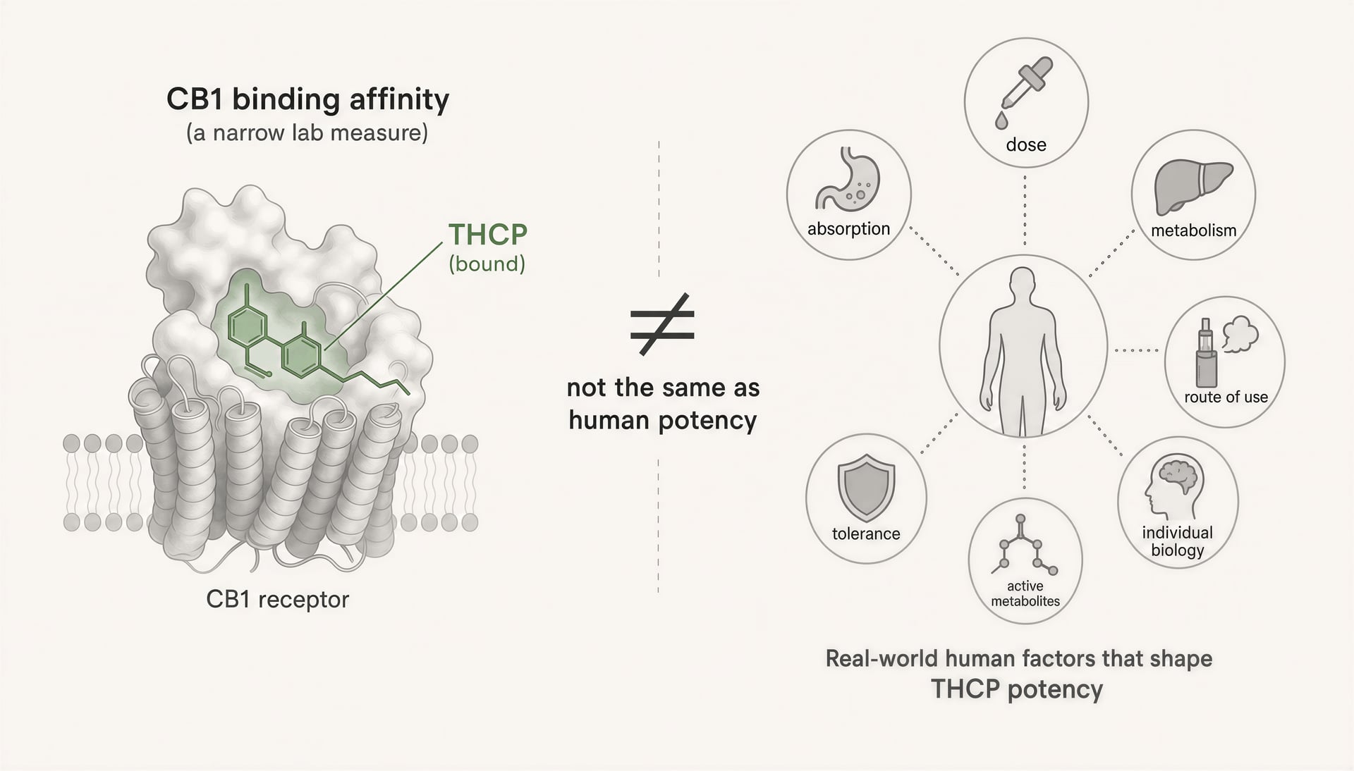 THCP cannabinoid: التأثيرات، الفعالية والوضع القانوني