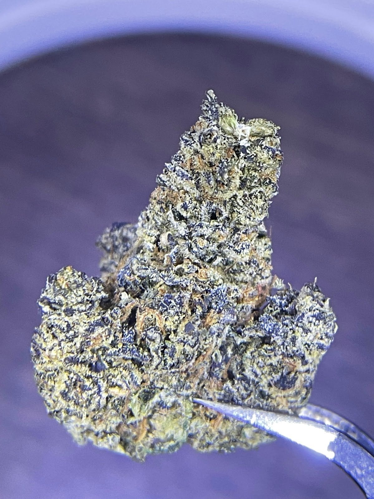 King Cannabis Warehouse - Weed Ganja