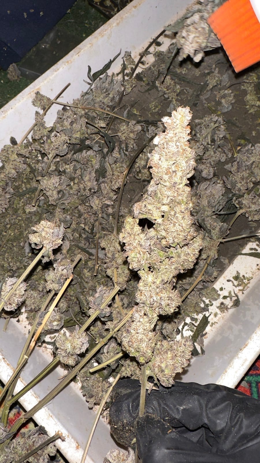 High Jungle X Kushcorner