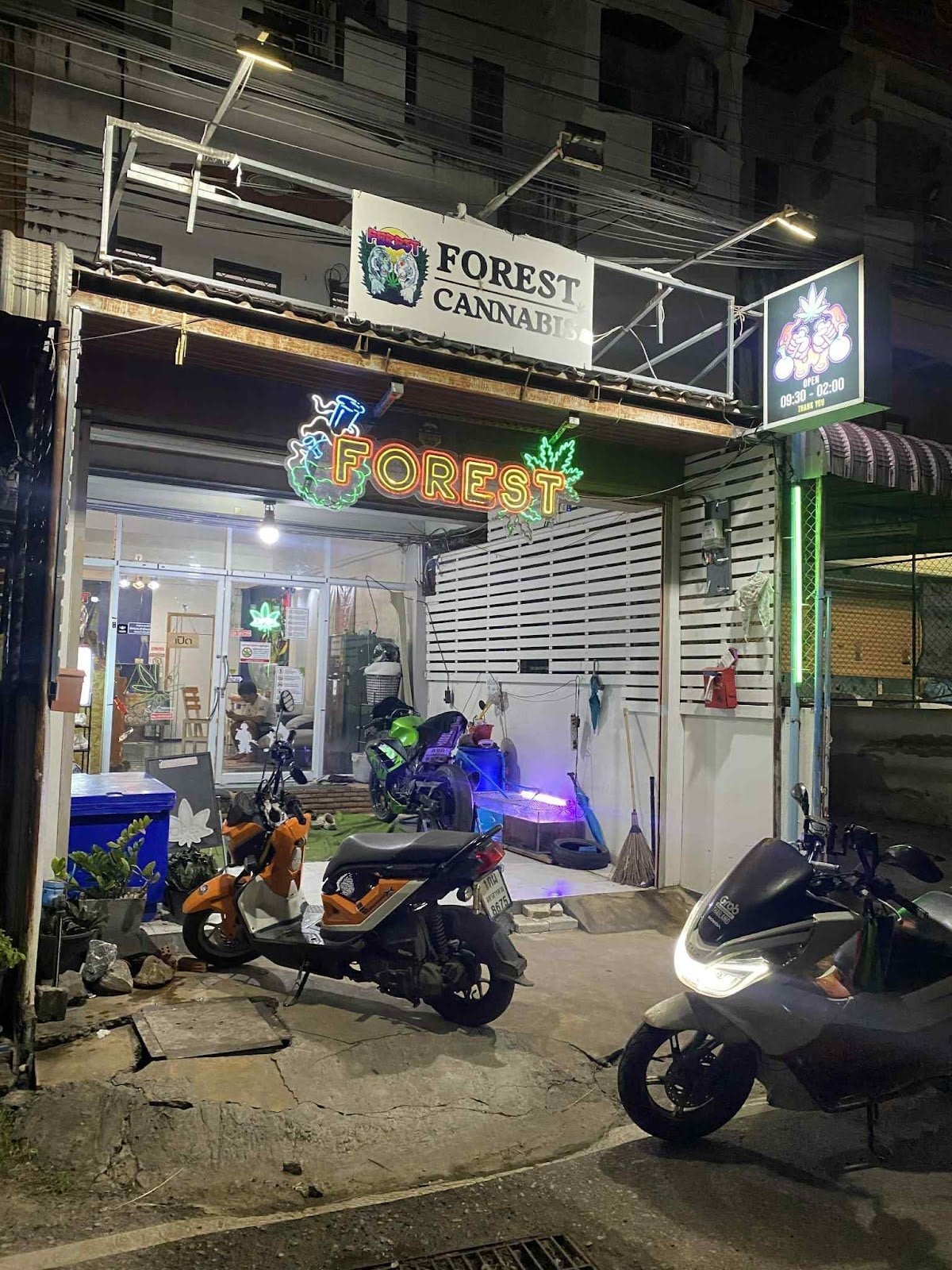 Forest Cannabis Mahasarakham