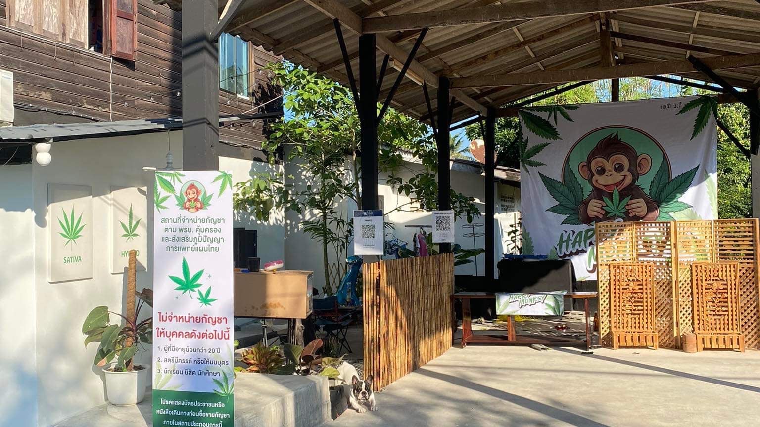 Cannabis Store Ampai