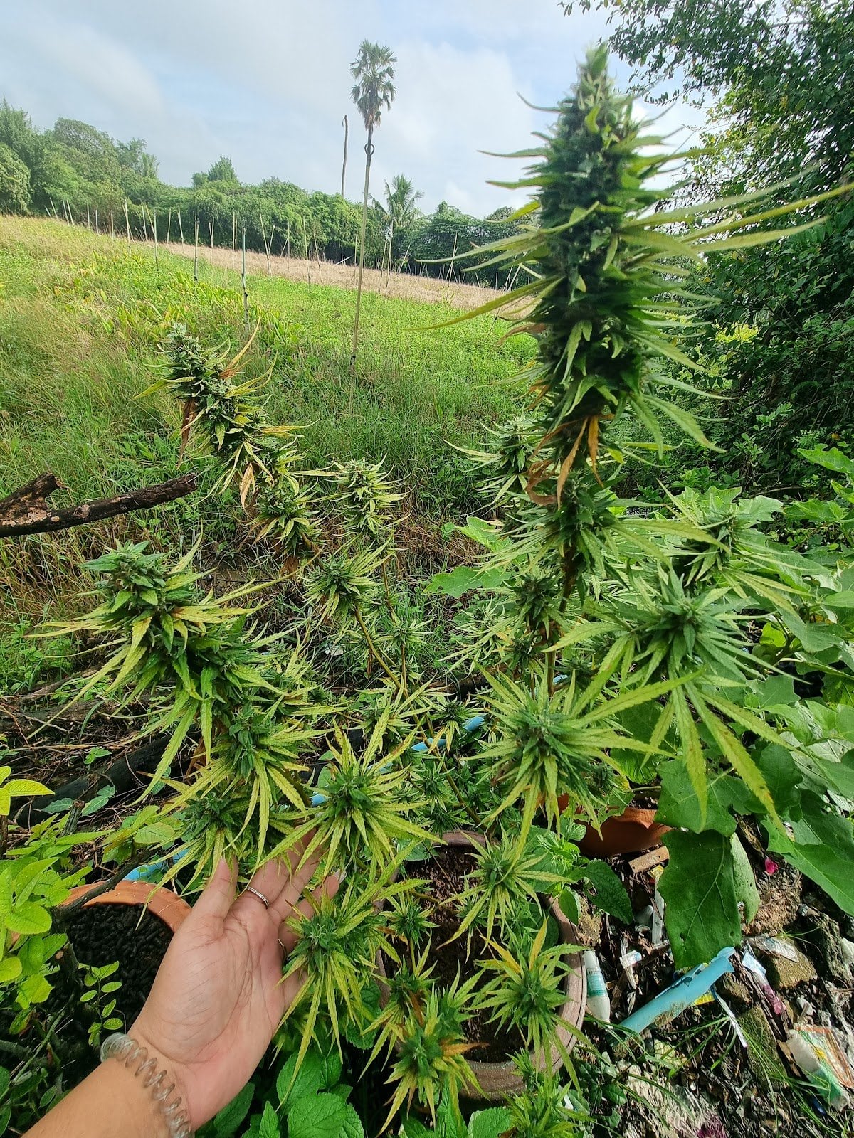 BudsMaid