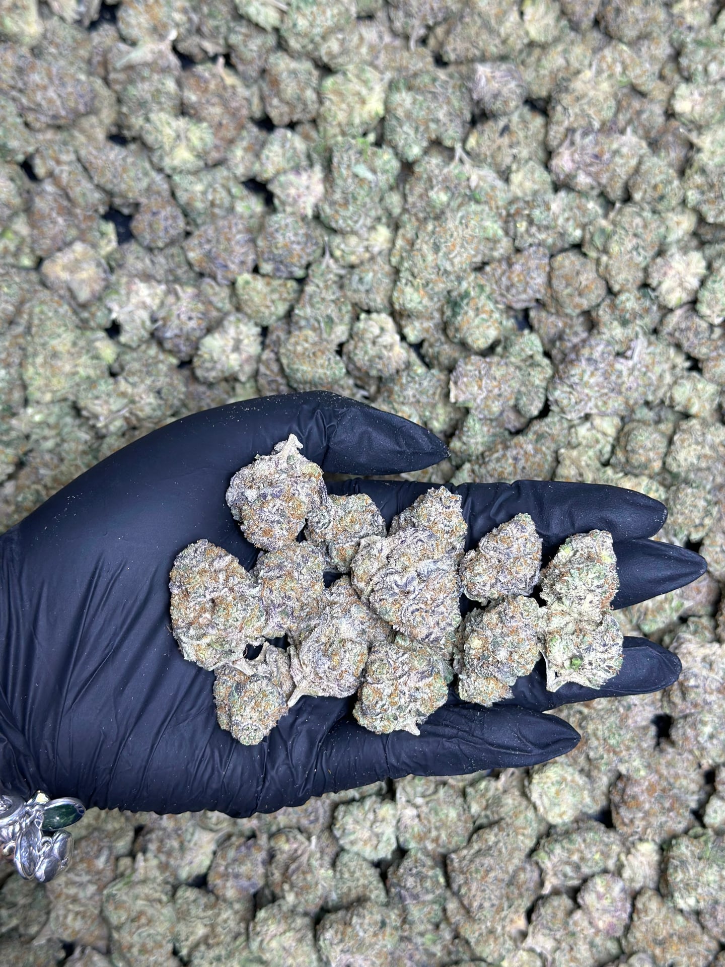 Wish You Were High