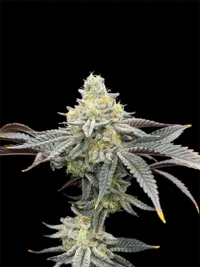 The Right Global Trading Co.,Ltd. RGTcannabis Farm