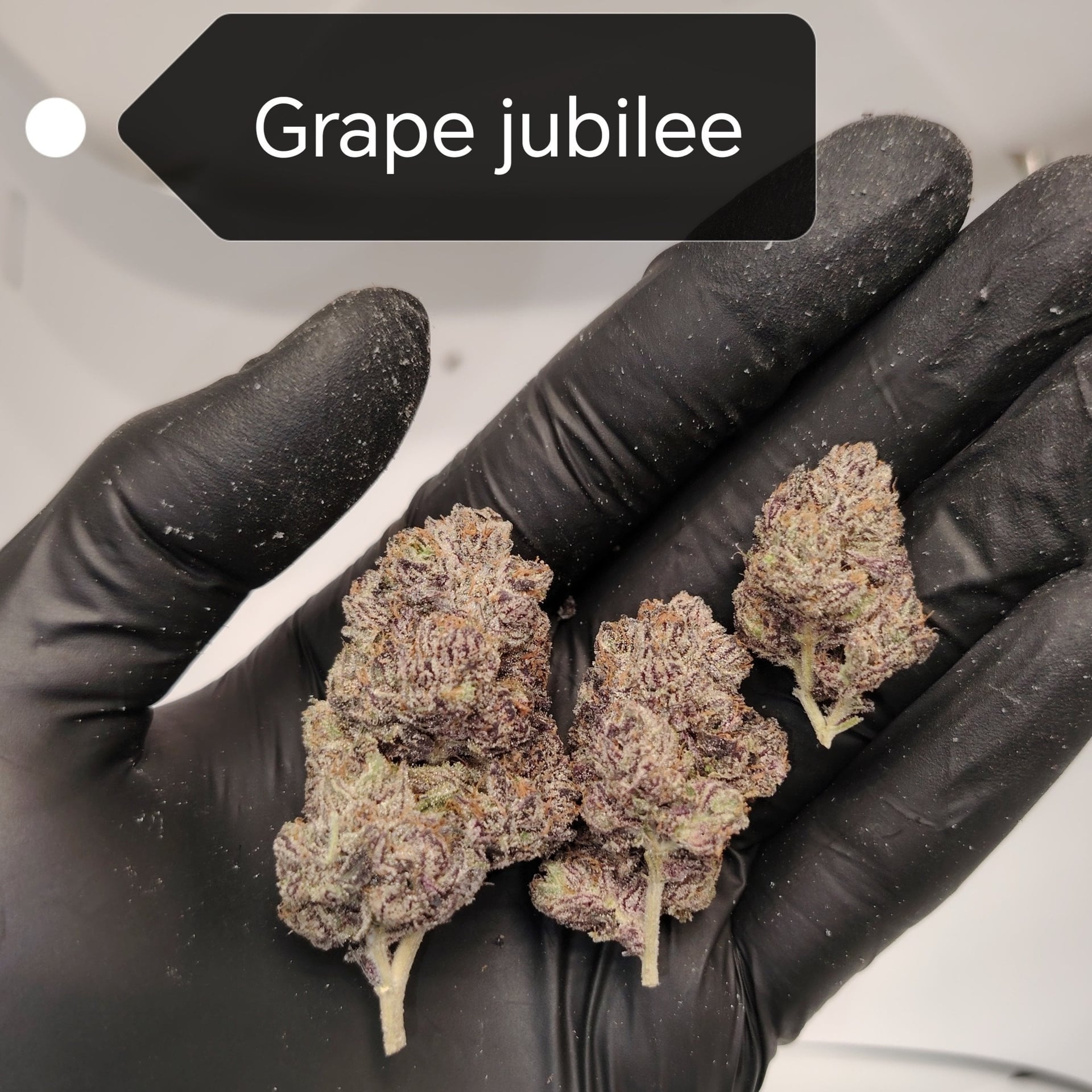 The Weedle Farm