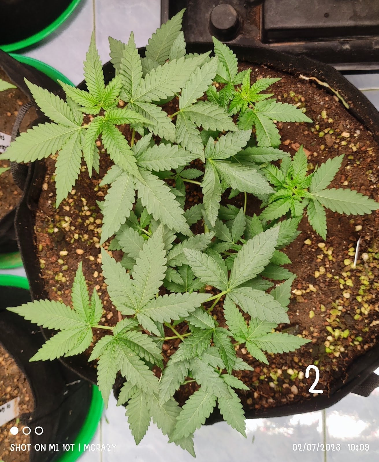 MTS Cannabis