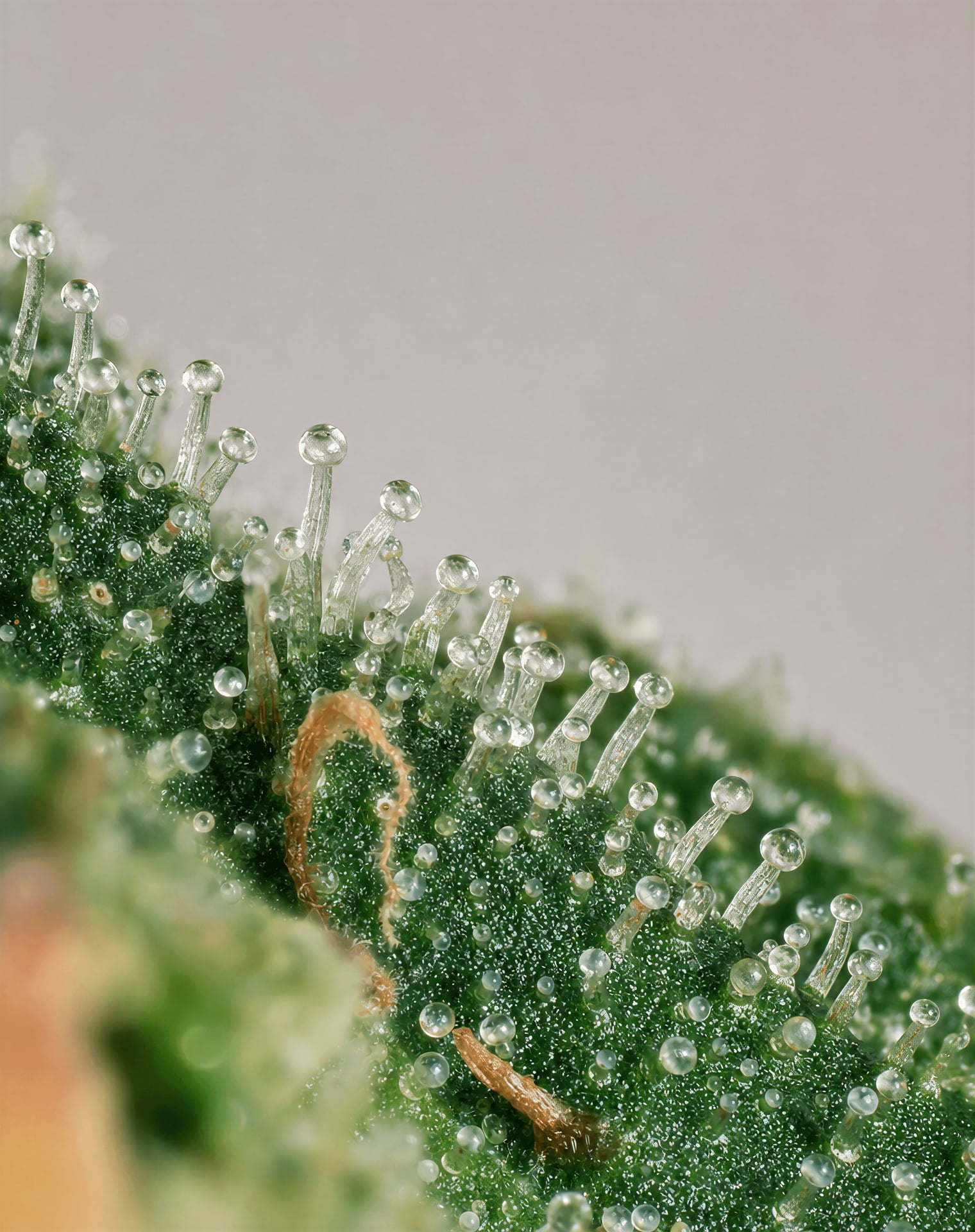 Macro photograph of glandular trichomes on a cannabis flower