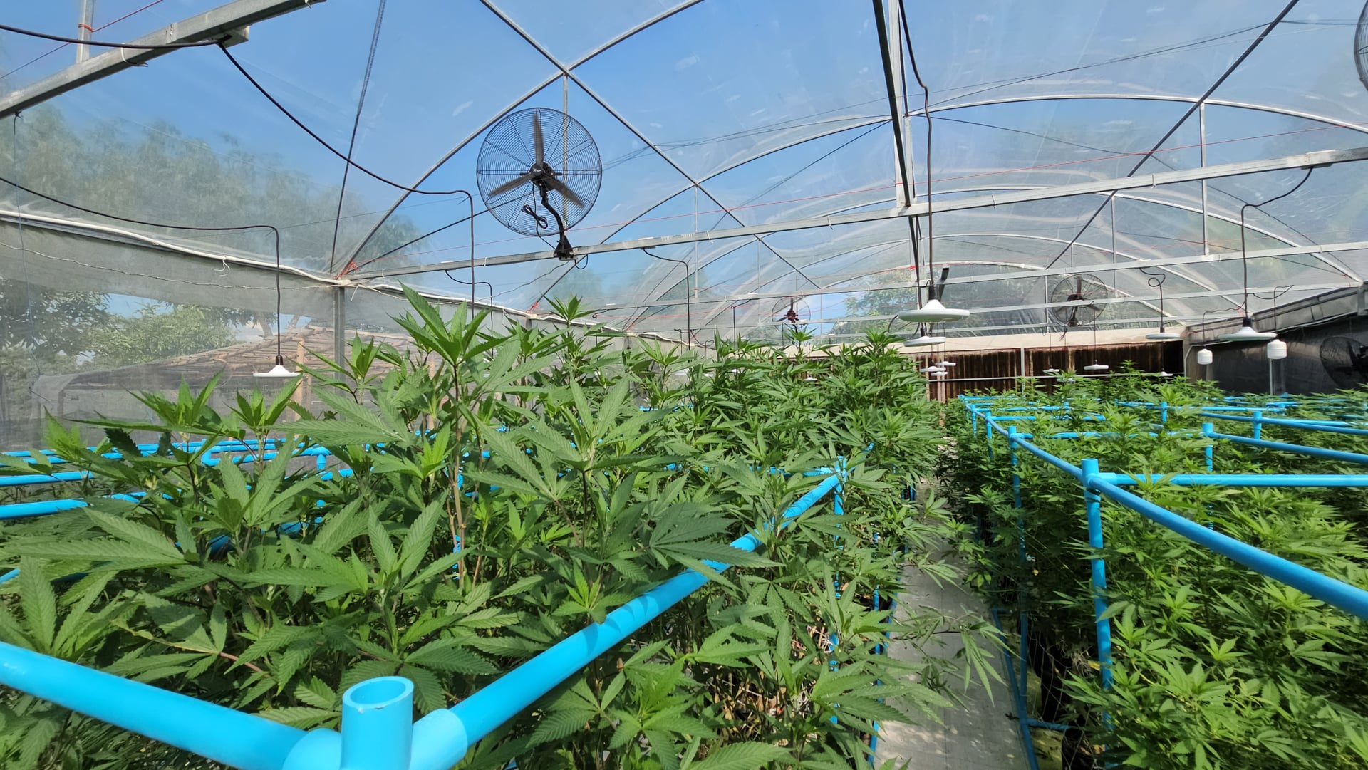 Global Partner Cannabis Farm