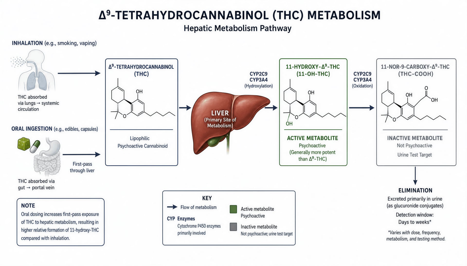 Диаграмма Метаболизма THC В Печени До 11-Гидрокси-THC И THC-COOH.